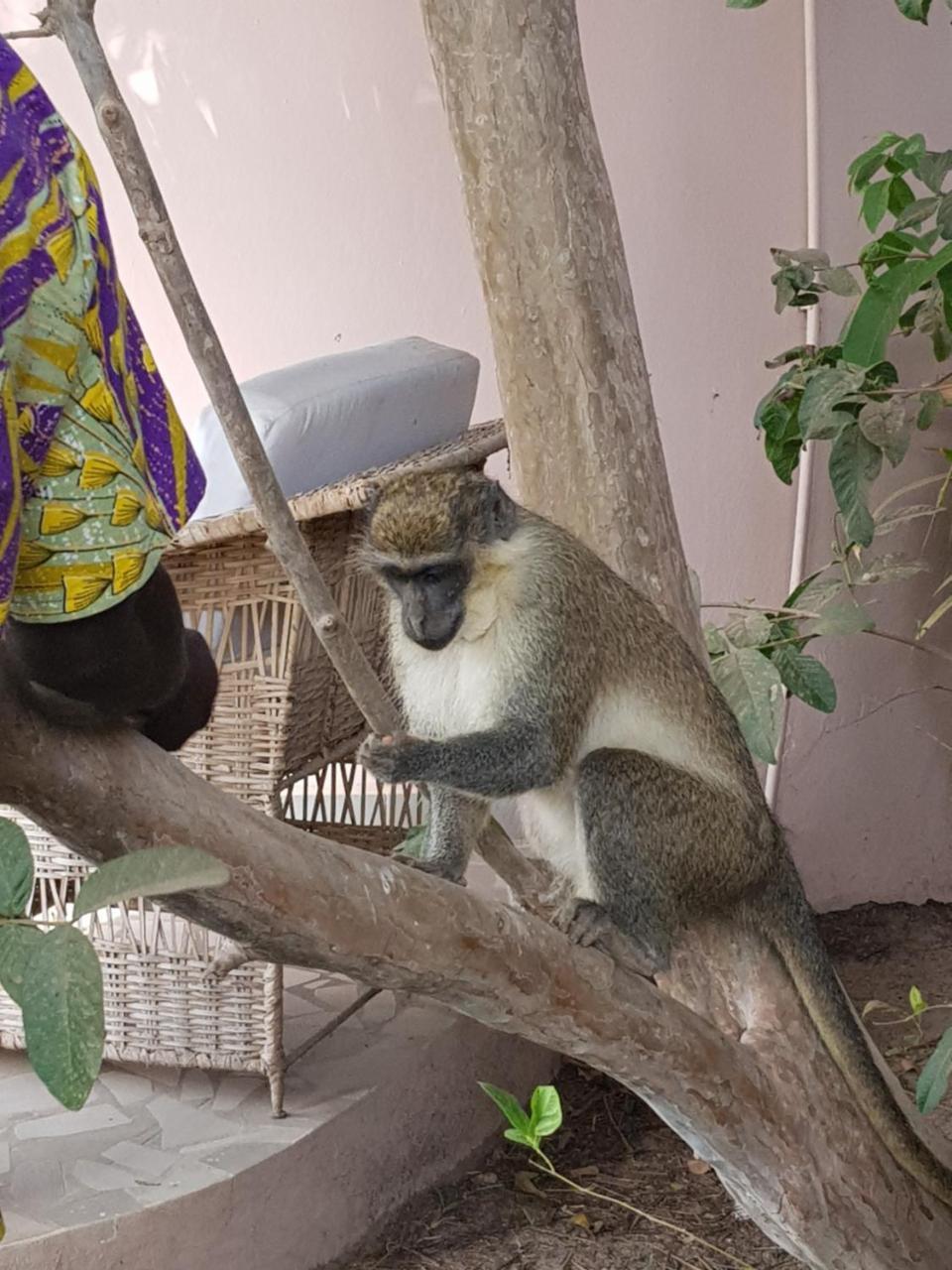 Mandinka Lodge Kololi Dış mekan fotoğraf